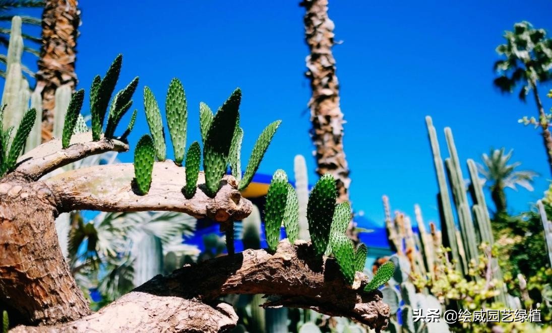 新房装修完买什么绿植比较好,装修好房子放什么绿植除甲醛好