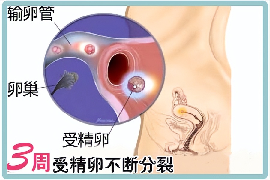 怀孕三周左右会有什么感觉,怀孕后第三周会有什么表现