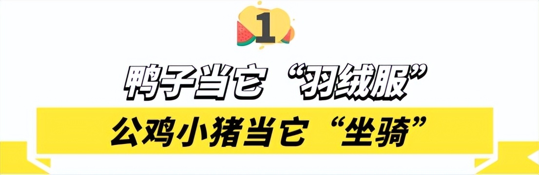 “狗界巅峰”：“把鸭当妈”骑鸭背上，全网最萌小狗吸粉550万