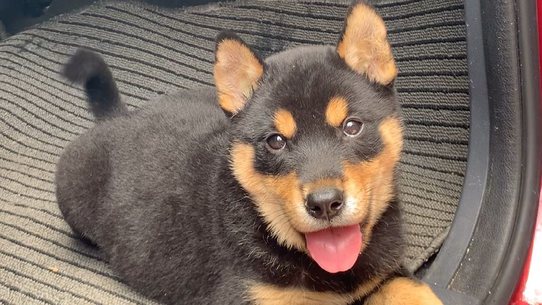 为什么中华田园犬越来越受欢迎,中华田园犬为什么不受人喜爱