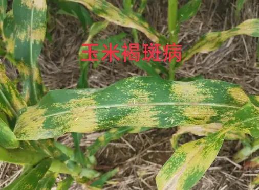 玉米褐斑病用戊唑醇咪鲜胺可以吗,吡唑醚菌酯治玉米褐斑病效果好吗