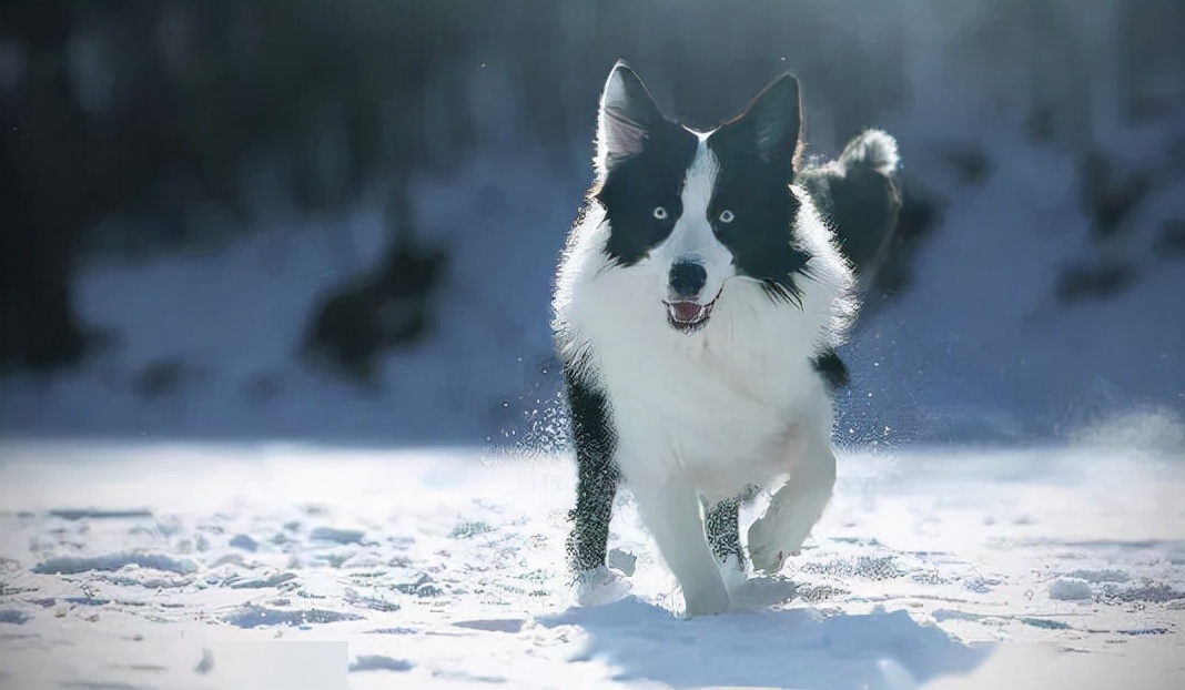 边牧吃骨头后吐了可以喂盐水吗,成年边牧一天的喂食量是多少合适