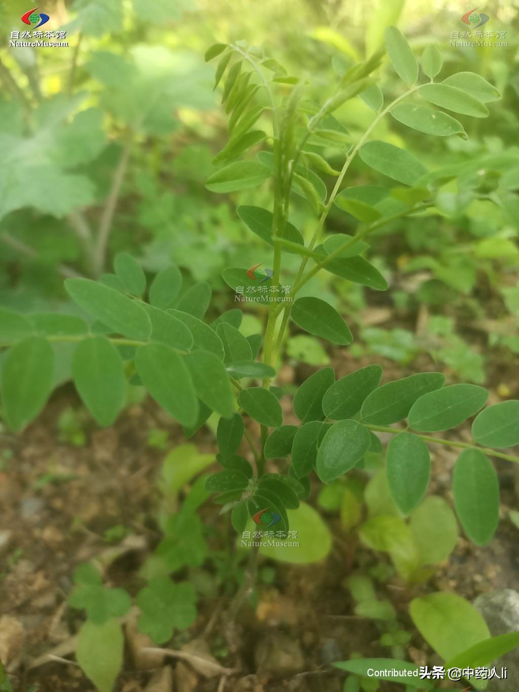 抗癌中草药十大排行榜,抗癌中草药十大名贵