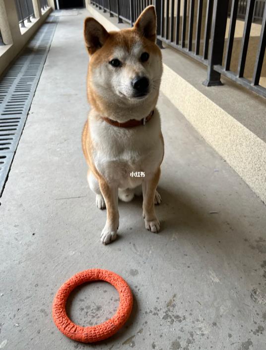 小姐姐和邻居小狗发展迅速，几天后竟然都“滚床单”啦~