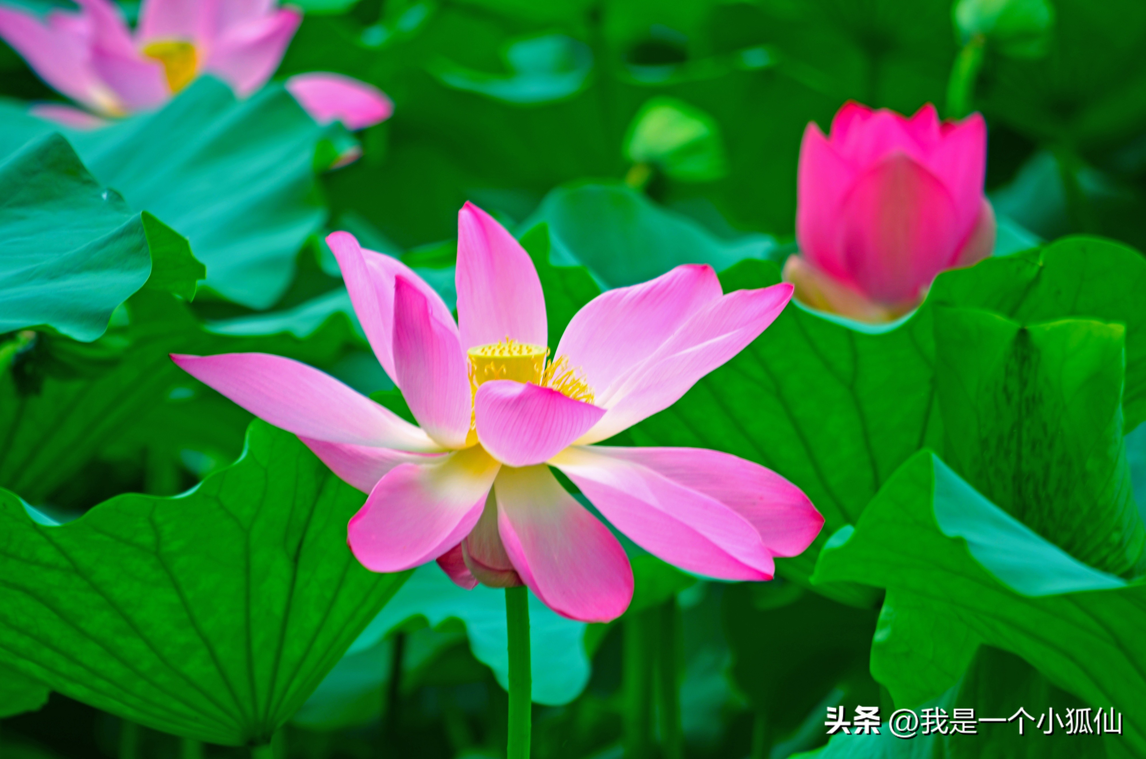 我在非洲安哥拉见到了许多中国产的摩托车，三轮摩托更受欢迎