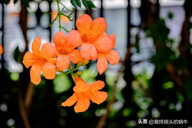 夏日里盛开的凌霄花,绚烂开放的凌霄花