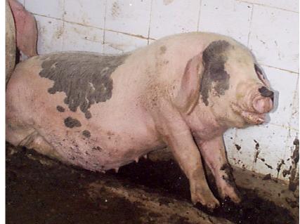 猪应急用药,猪生病的常用药