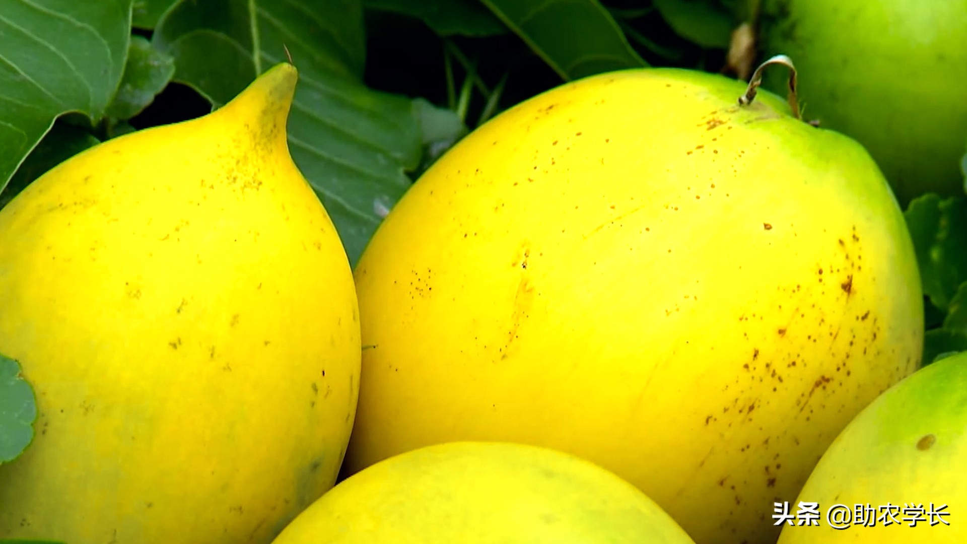 果冻果是什么,果冻果是什么东西