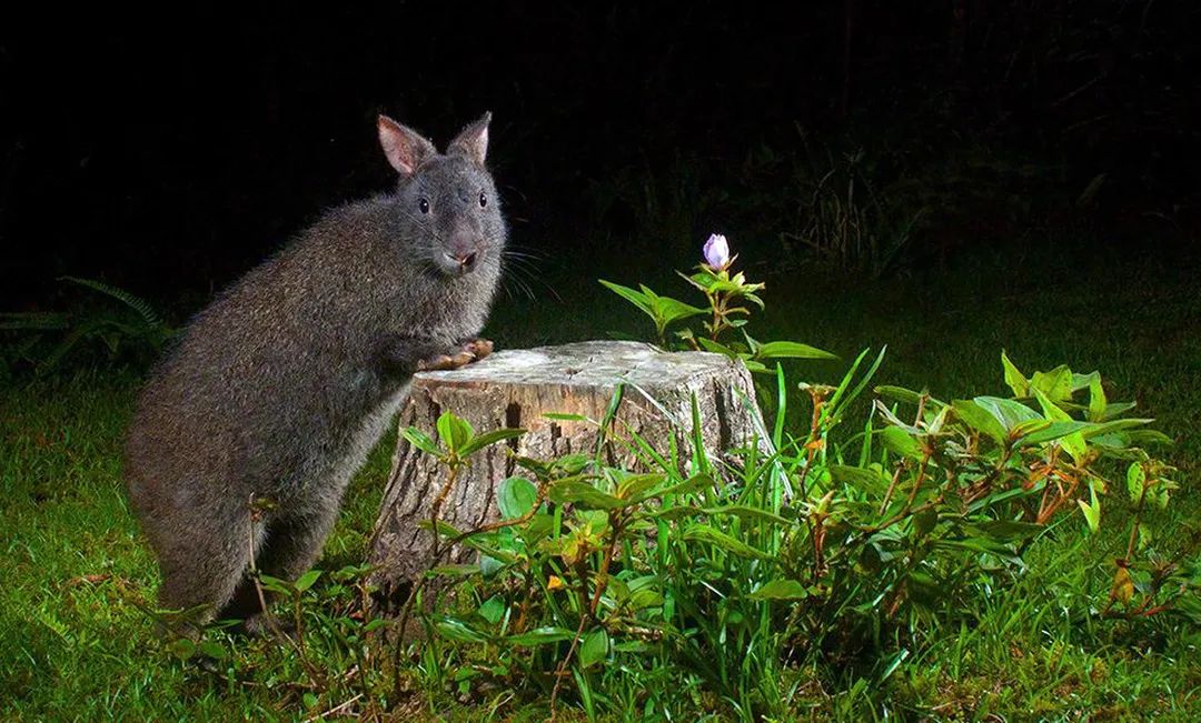 兔年说兔,让我们重新认识一下兔子