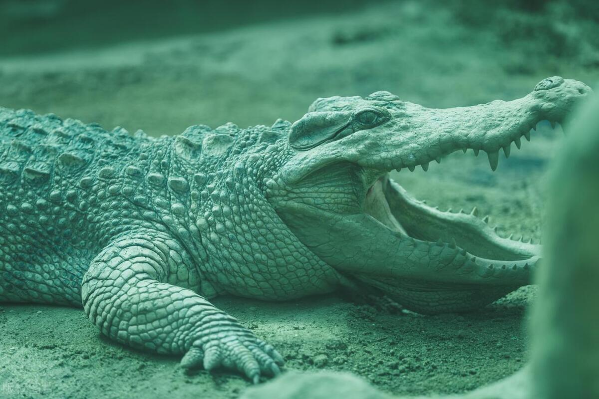 陆地上最大的爬行动物是什么,最大的爬行两栖动物