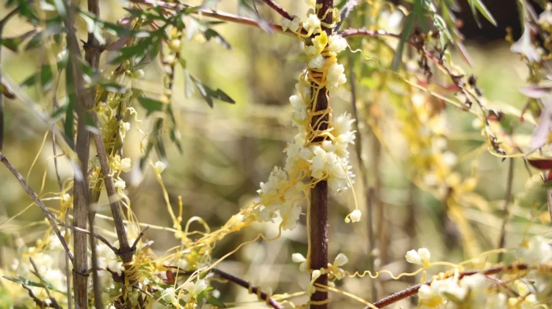 150种常见药用植物大全,150余种常见药用植物花期组图