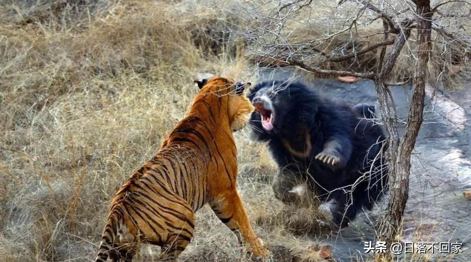 北大荒往事：猎人邻居姜叔同我讲猎杀黑熊，一个细节让他放下*器武**