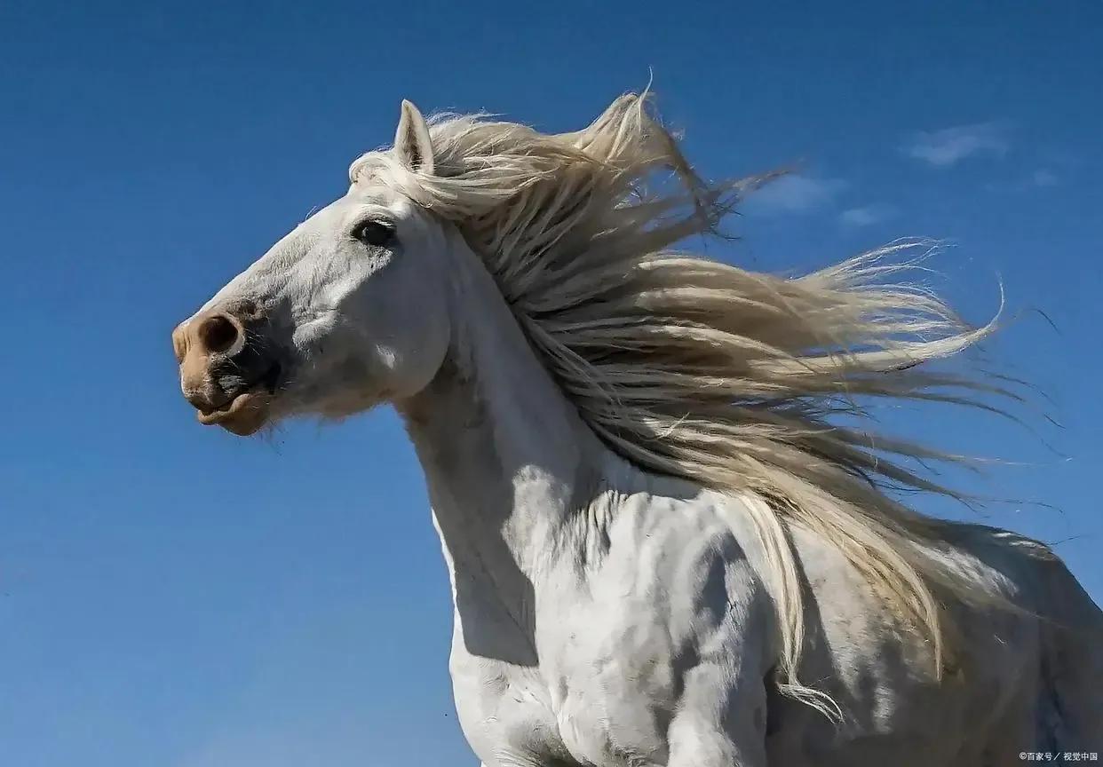 公马和母马共生的后代在哪里,公马和母马区别