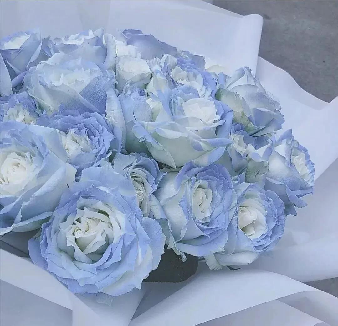 美到窒息的玫瑰花图,鲜花娇艳动人的图片