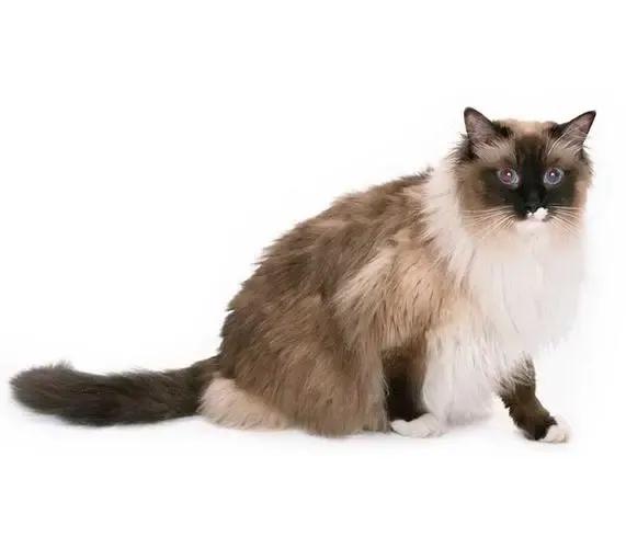 美短猫咪有几种品种,你了解的猫咪品种有几个