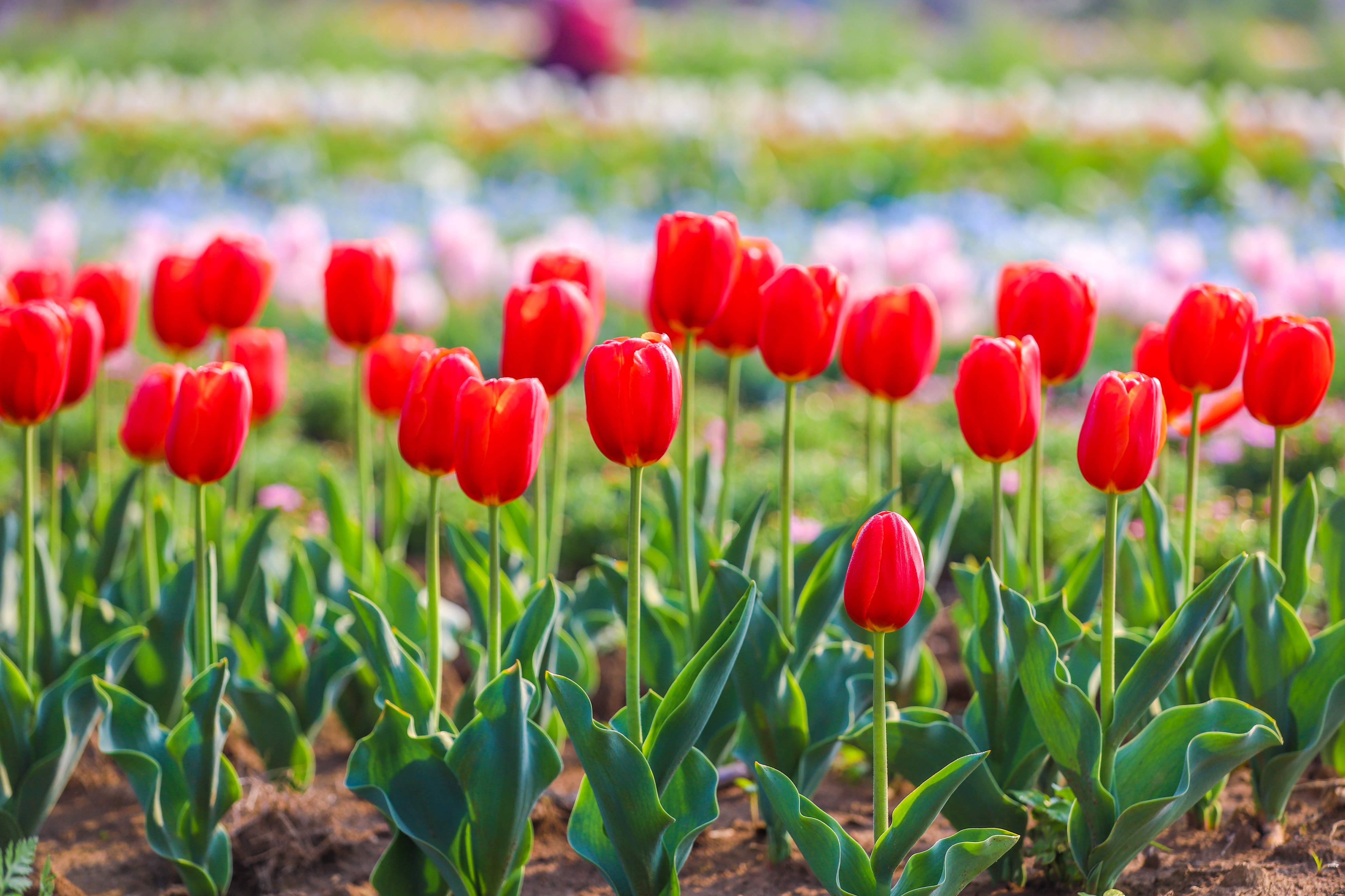 同心花海樱花航拍,踏青赏花邂逅一场浪漫樱花盛宴