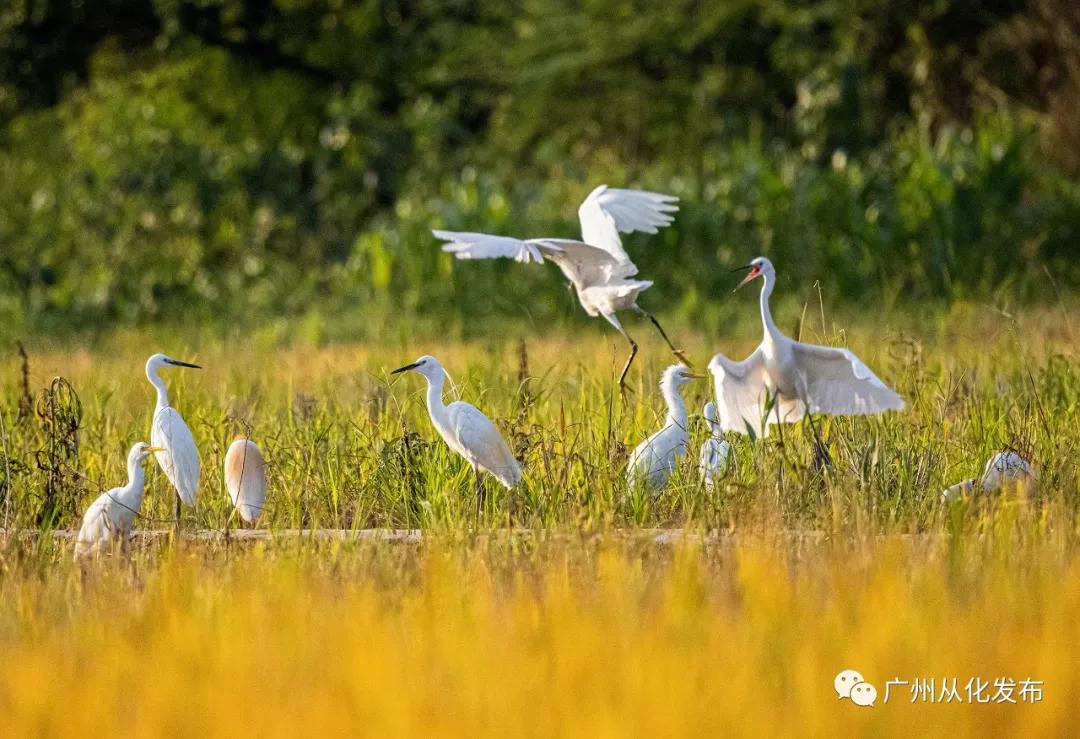 从化区宜居环境,广州市从化区绿色家园