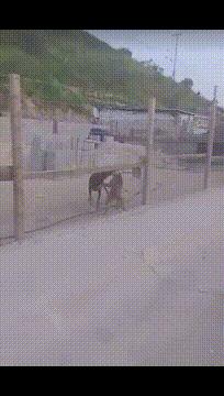 搞笑一刻:美女这波操作我还没见过,难道这样上车有什么说法?