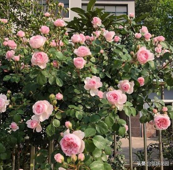 藤本月季过冬枝条发皱,月季水浇多了枝条干瘪发皱