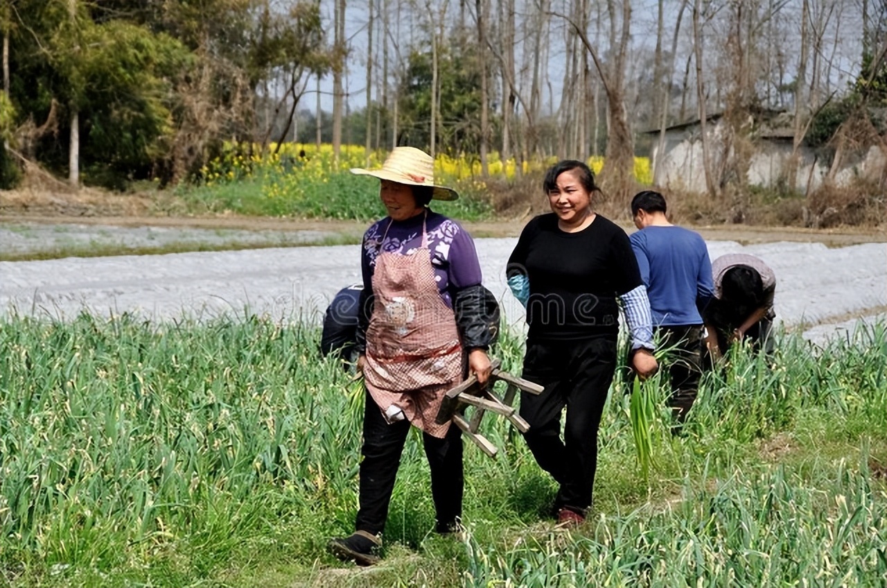 蒜苔新价,大蒜蒜苔最新报价