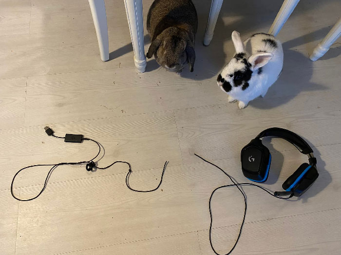 兔兔超可爱的真人照片,兔兔超可爱露脸照片