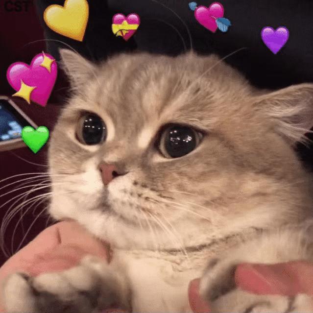 猫掉毛很厉害怎么办？这些育宠小技巧来救你！