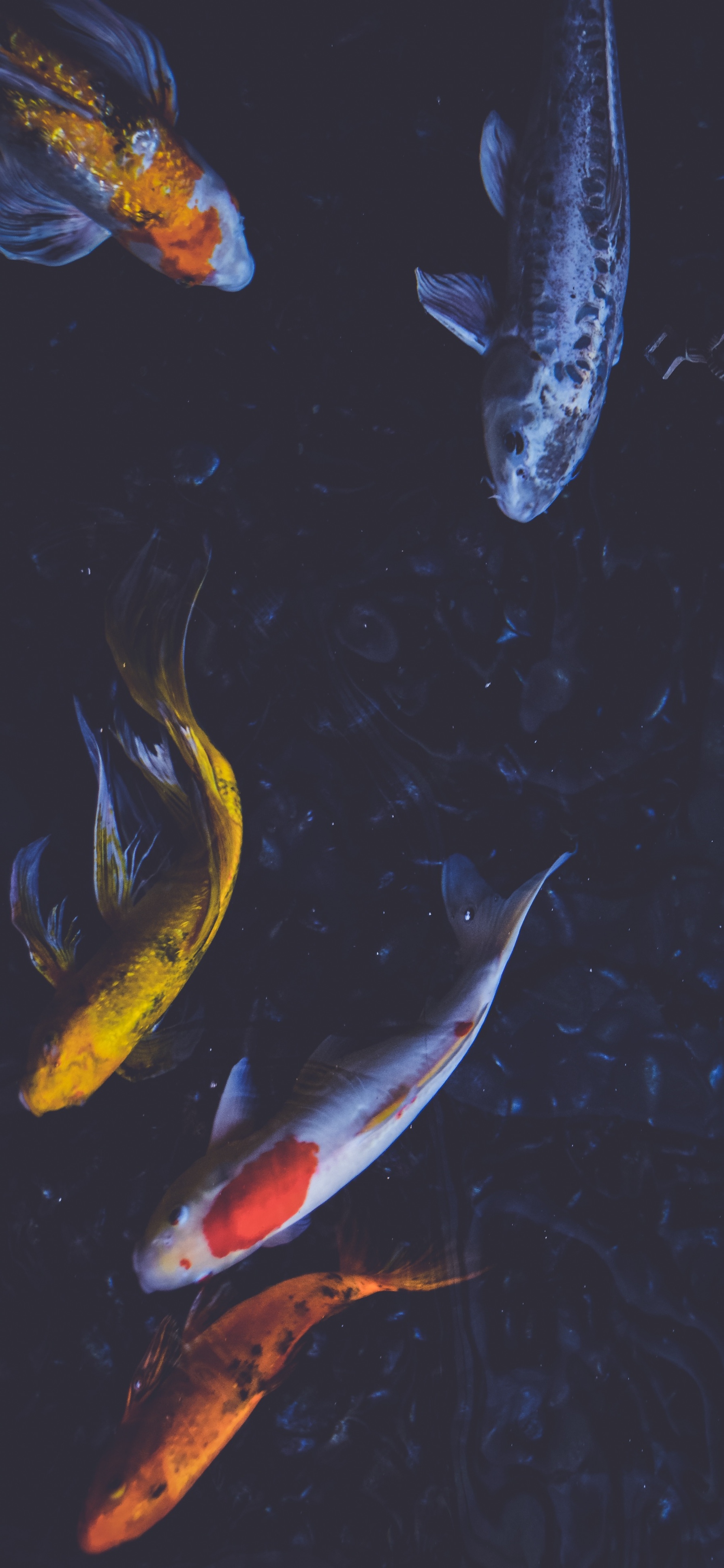 原图壁纸：鱼儿在海里游来游去，自由自在