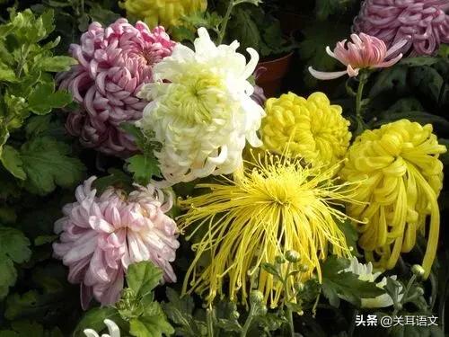 秋天的怀念第一课时教学实录,秋天的怀念教学过程及教学意图