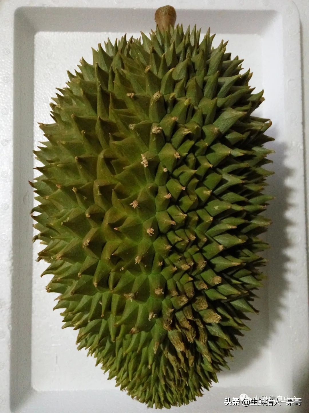 越南当地猫山王榴莲多少钱一斤,越南榴莲知识