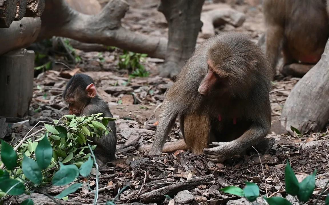 广州长隆野生动物世界有大象吗,广州长隆野生动物世界有多少动物