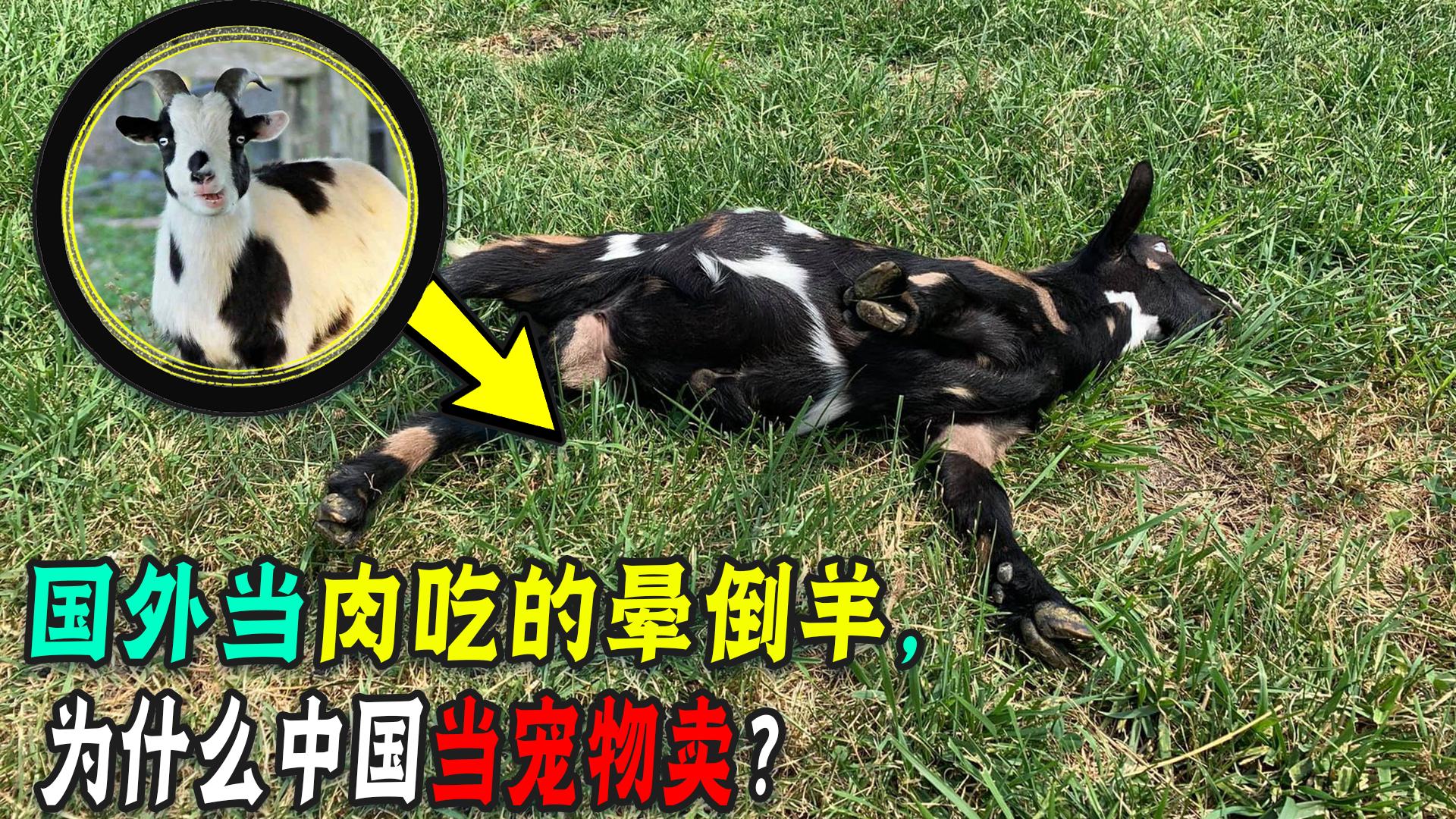 为什么养晕倒羊,国外当肉吃的羊驼