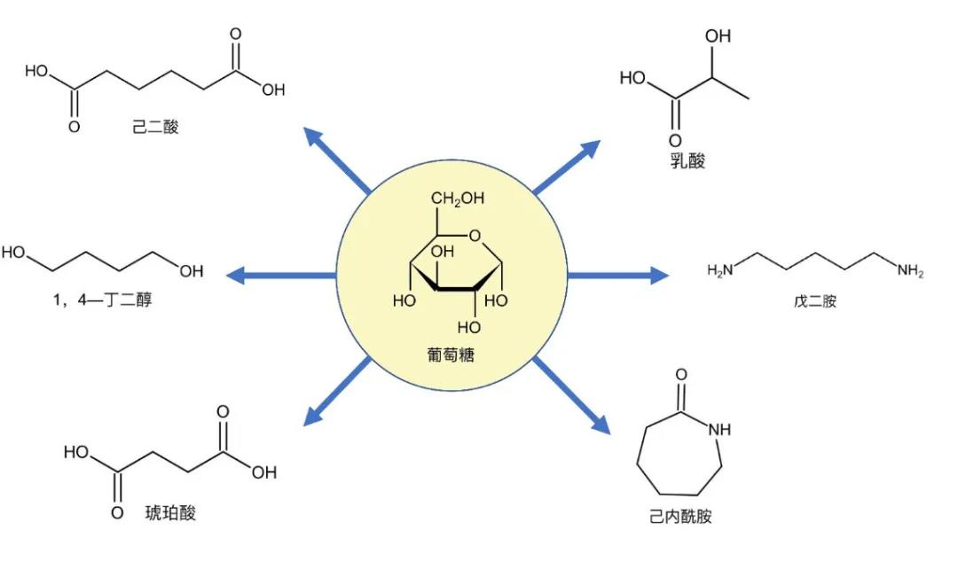 乳酸脱氢酶基因敲除之后,对钝齿棒杆菌菌株构建有什么影响