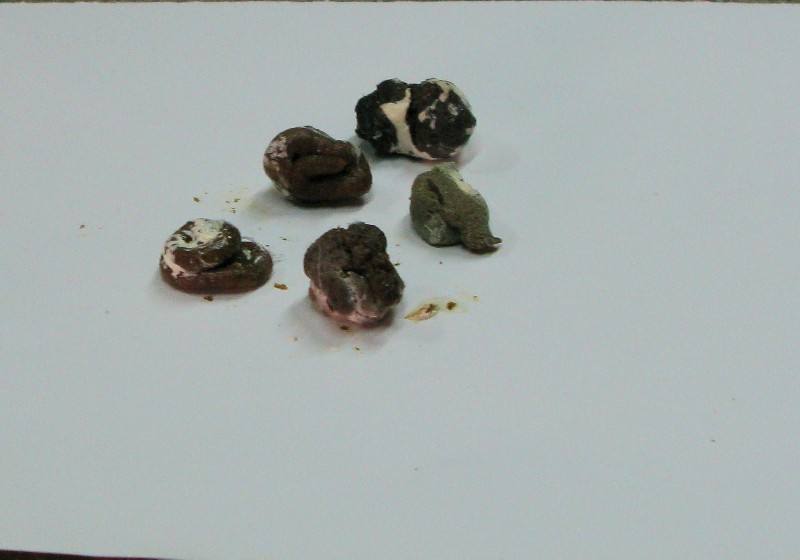 鸽子养殖靠什么赚钱,一年养殖500对鸽子产蛋利润有多少