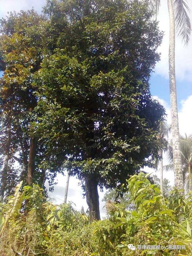 菲律宾短棍什么材质好,菲律宾短棍和中国少林棍