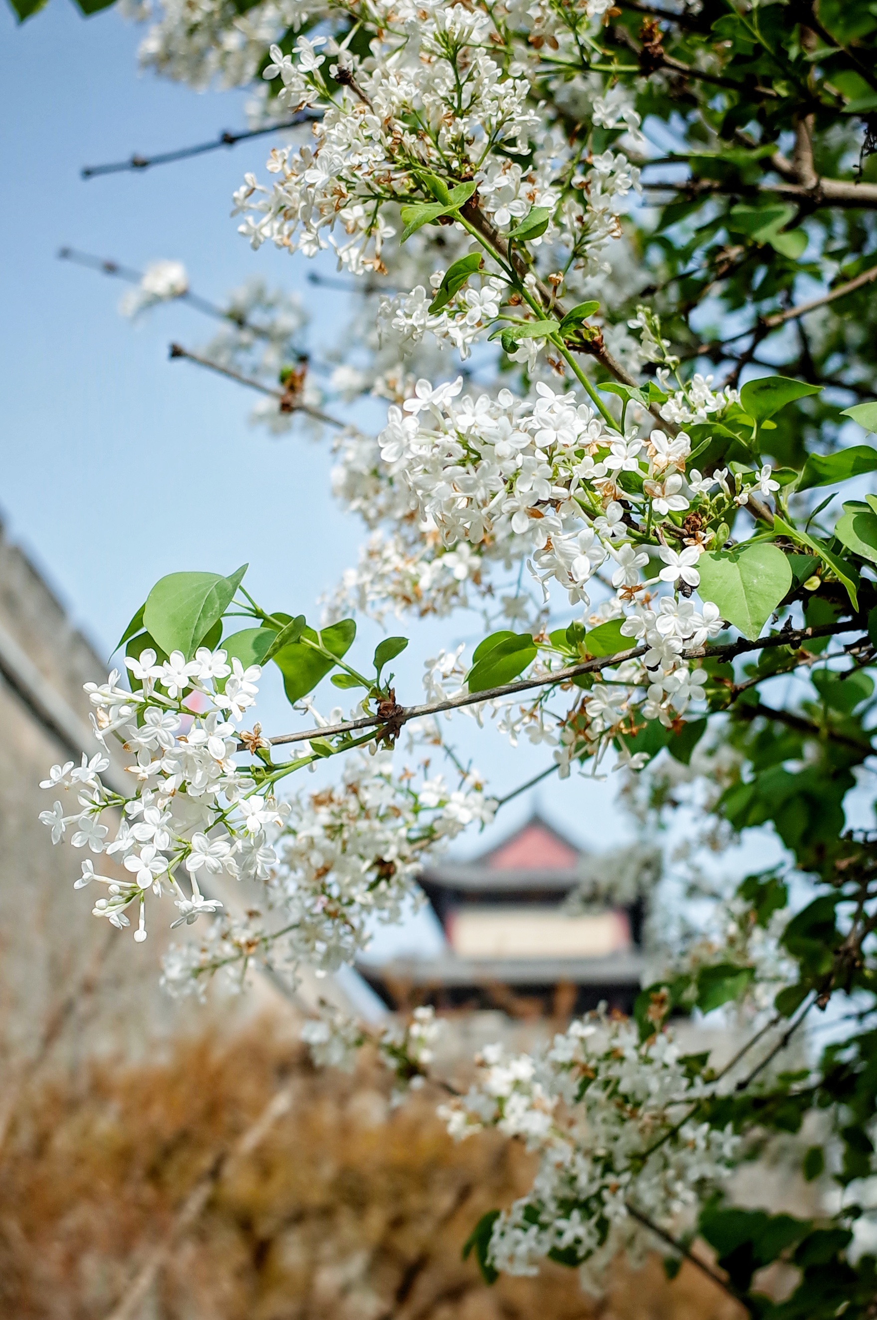 西安春天太美了,西安的春天美呆了