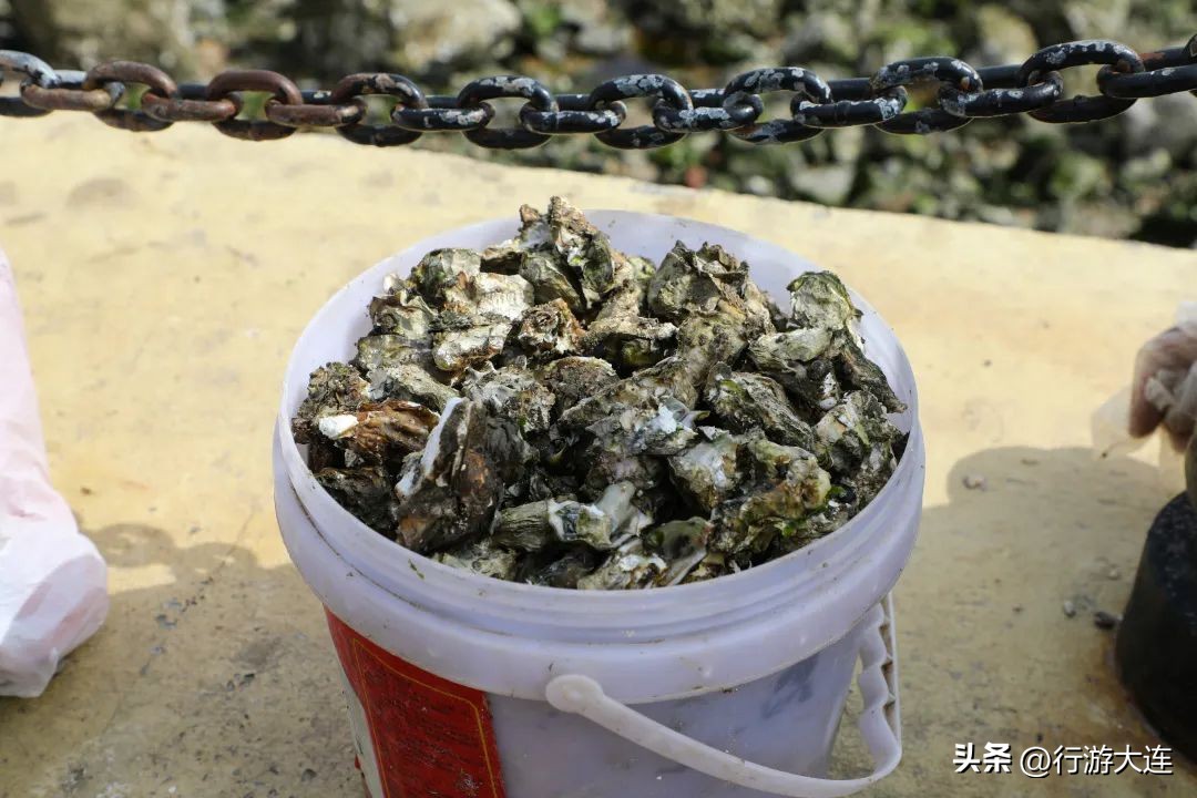 大连最全的赶海攻略,良心推荐大连赶海全攻略