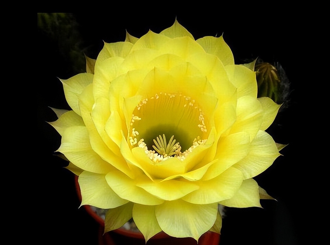 草球牡丹锦仙人球,大花彩草仙人球经典品种