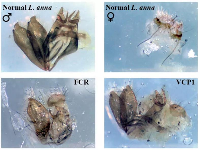 珍稀蝴蝶标本阴阳蝶,雌雄阴阳蝶图片
