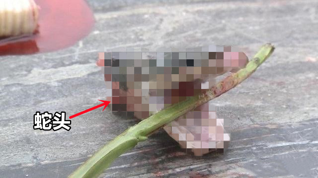 眼镜蛇被炖汤后，被剪掉的蛇头突然“复活”咬人，老伯差点丧命