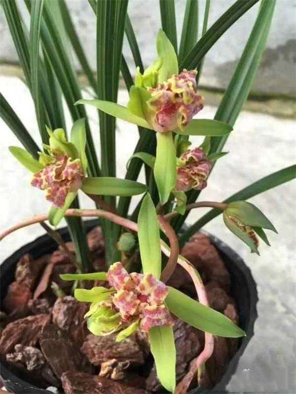 最便宜的蕙兰多少钱一株,一盆蕙兰在市面上值多少钱