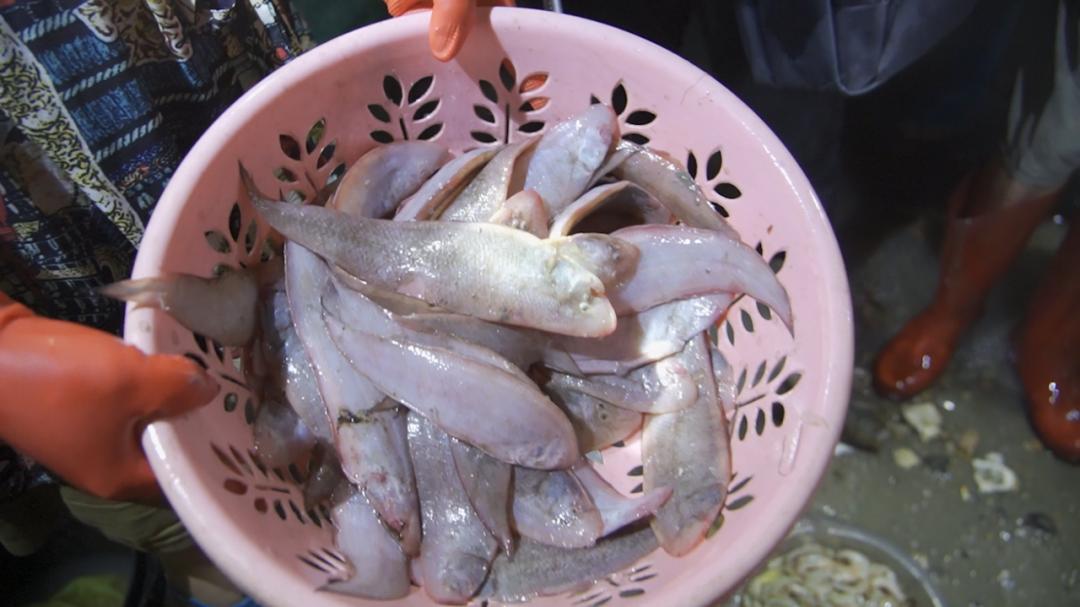 防城港第一批海鲜上岸价格,防城港开海后海鲜价格有什么变化