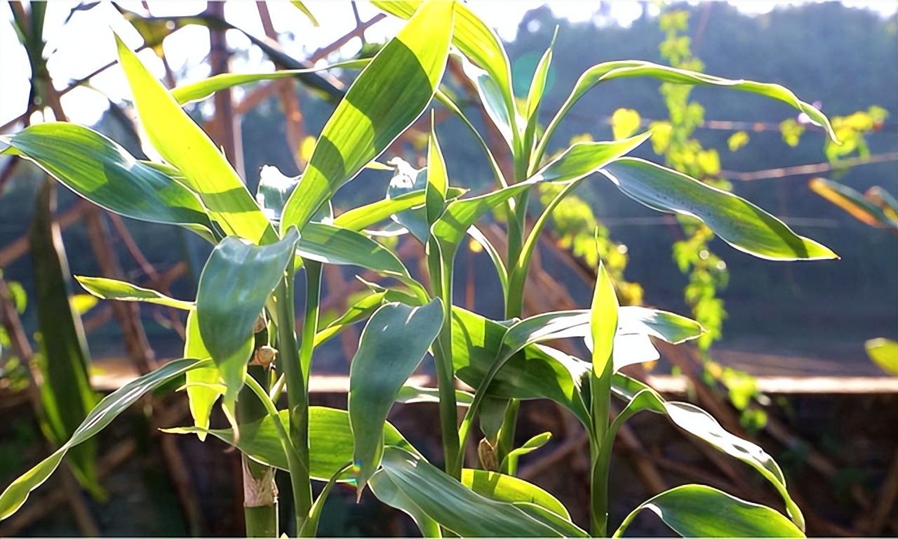 怎样让富贵竹长得又粗又壮,怎么能让富贵竹只长粗不长高