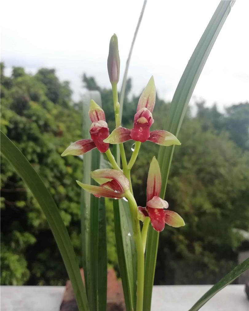 网上几十一苗的国魂兰花是真的吗,2023国魂兰花一苗要多少钱