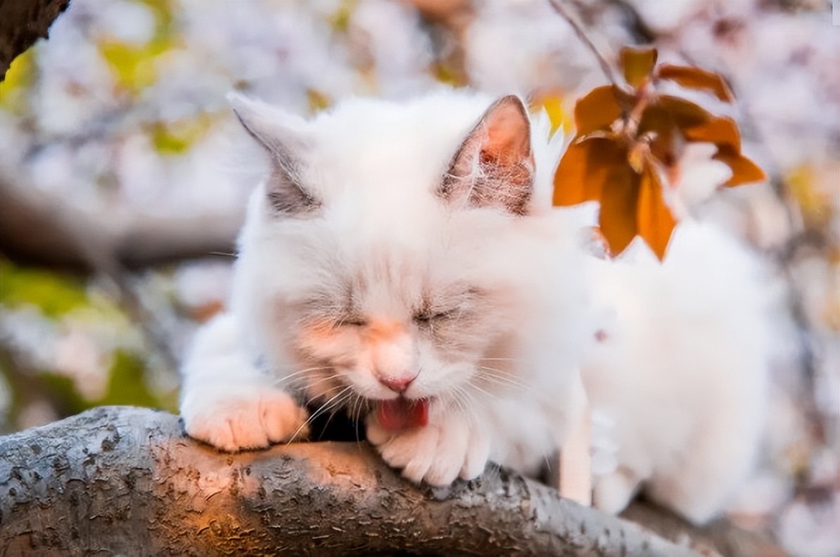 猫咪的名字原来可以这么有诗意，快给你家主子安排上