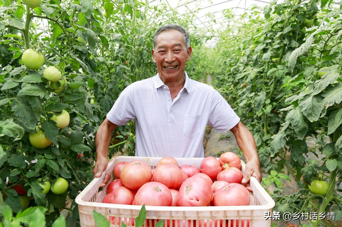 西红柿卷叶枯萎怎么治,西红柿为什么卷叶