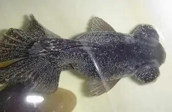 养金鱼常见的鱼病怎么治,金鱼病症状及治疗方法