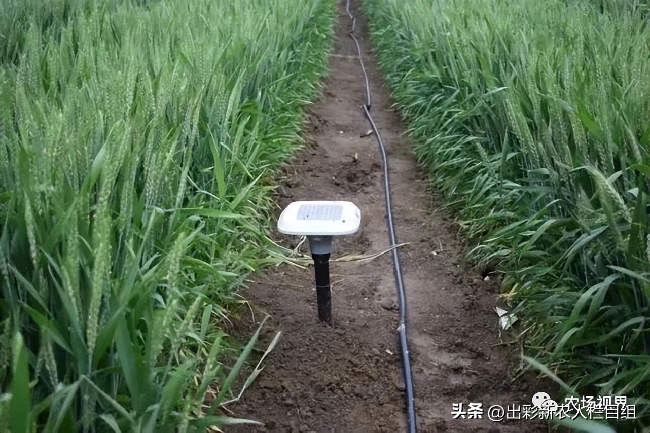 创新种植致富案例,出彩农业案例