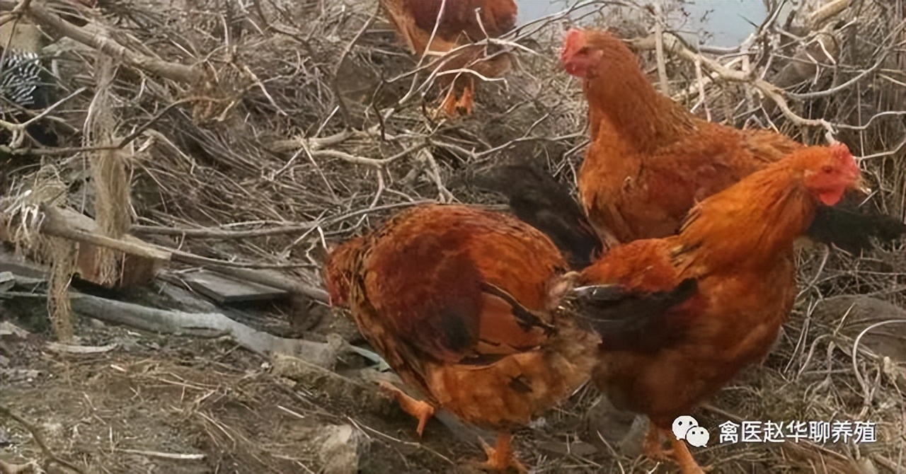 鸡冠和鸡脚发黑是什么原因,鸡子鸡冠发黑是怎么回事