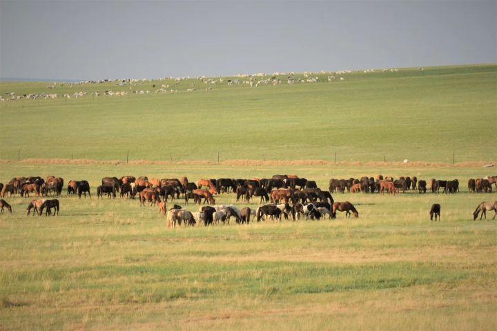 与狼共舞三部曲,狼图腾电影与狼共舞