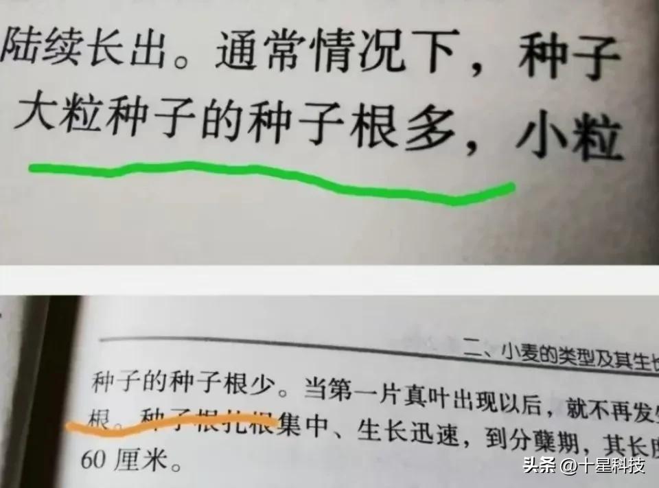 2021河南小麦品种对比图,泛麦803河南排名第一小麦品种